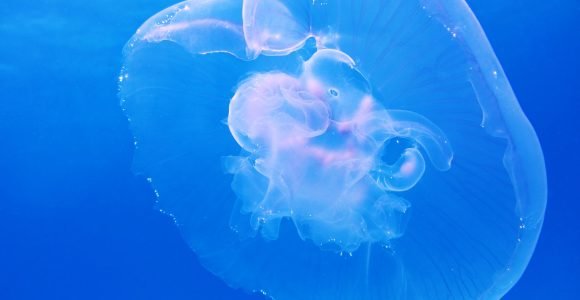 moon-jellyfish-aurelia-aurita-schirmqualle-66321.jpeg